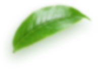 Sabieng Thai Cuisine gallery